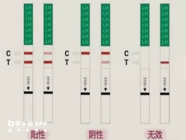 金秀儿排卵试纸结果看CT线