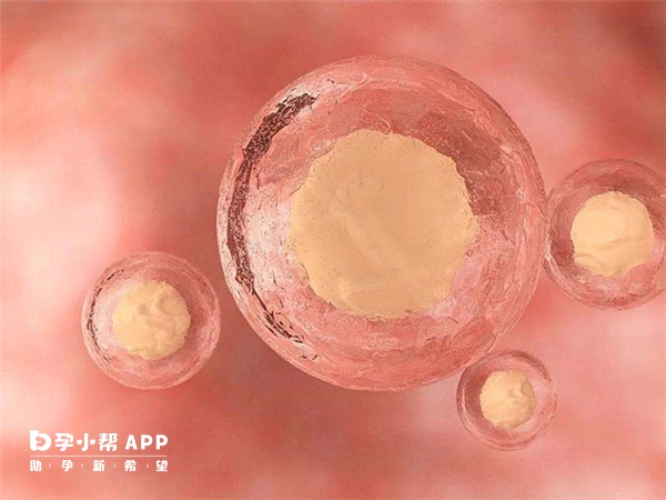 移植鲜胚不能保证一次成功