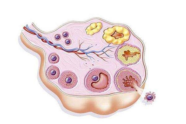 卵泡發育示意圖