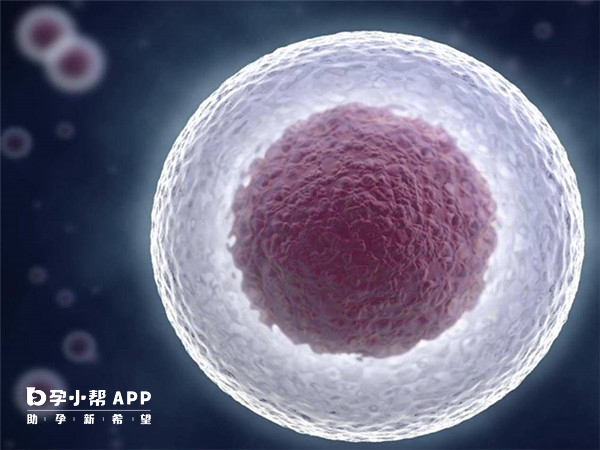 有優勢卵泡不懷孕因為精子質量差