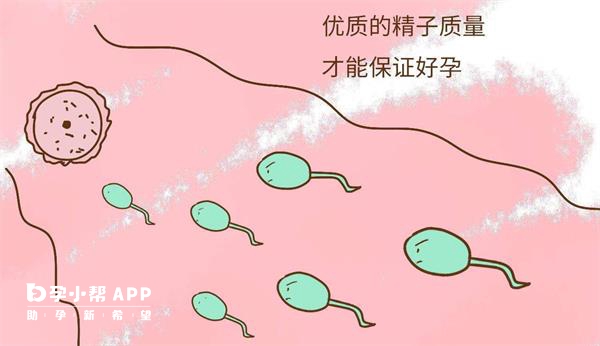 试管促排是否能怀孕成功还要考虑精子质量