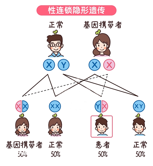 蠶豆病遺傳規律圖