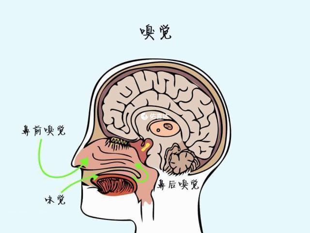 卡爾曼氏綜合徵影響