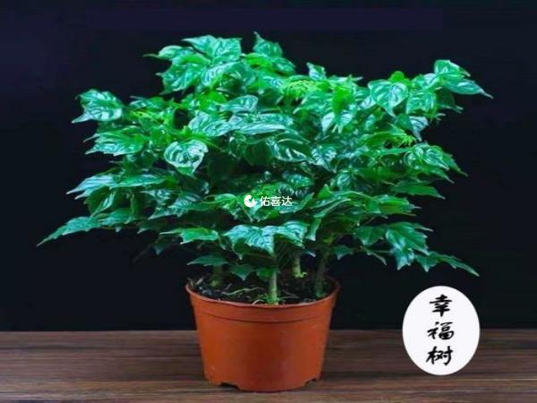 擺放綠植可以預防輻射