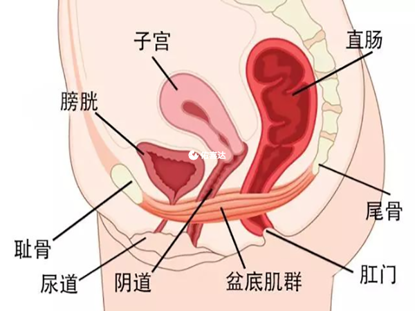 盆底肌修復最好在產後42天之後