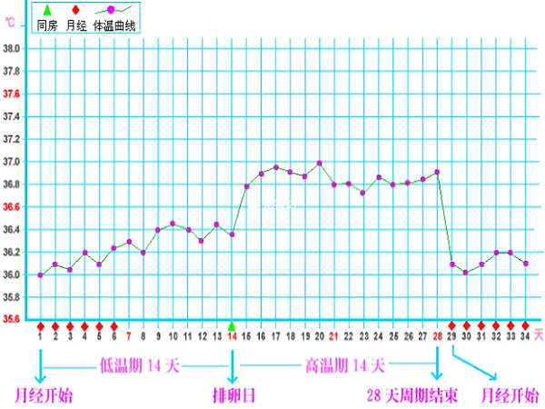 排卵期体温变化表