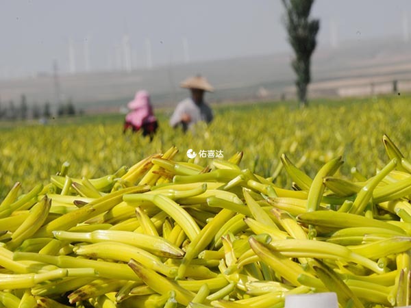 新鮮的黃花菜中含有秋水仙鹼