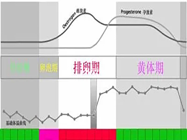 女性的生理週期分為四個時期