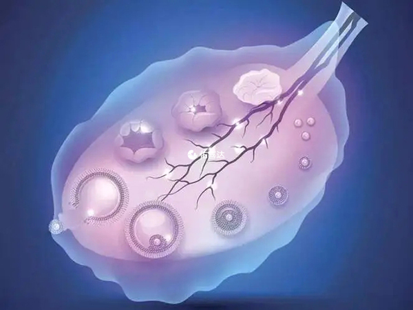 甲状腺激素过低会影响排卵