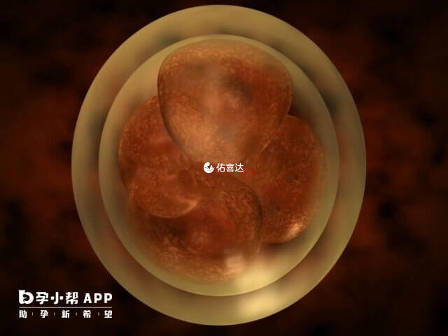 試管嬰兒早囊體積小於囊胚