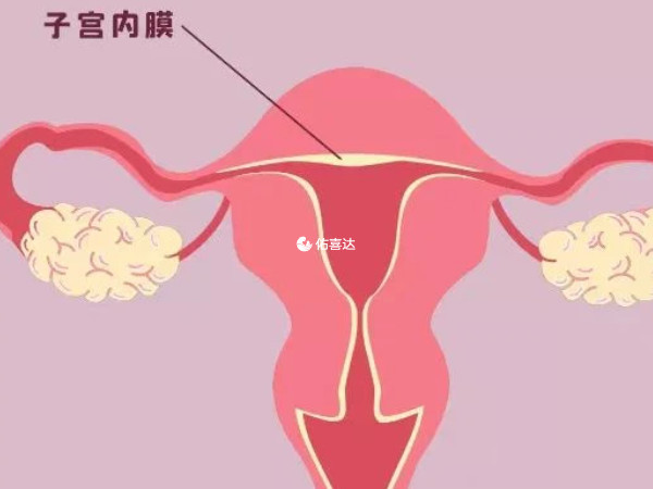 尿促性素能使子宫内膜增生