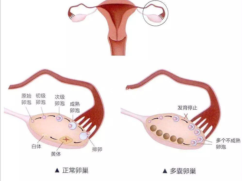 胚胎移植后可以适量吃扇贝