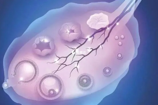 卵泡长得慢最主要的原因是体内的激素不足