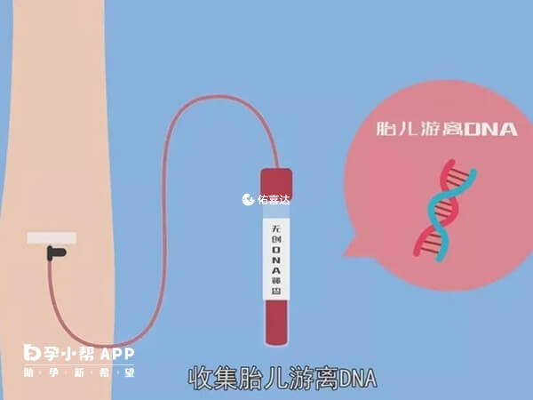 無創是採集孕婦外周血來提取dna