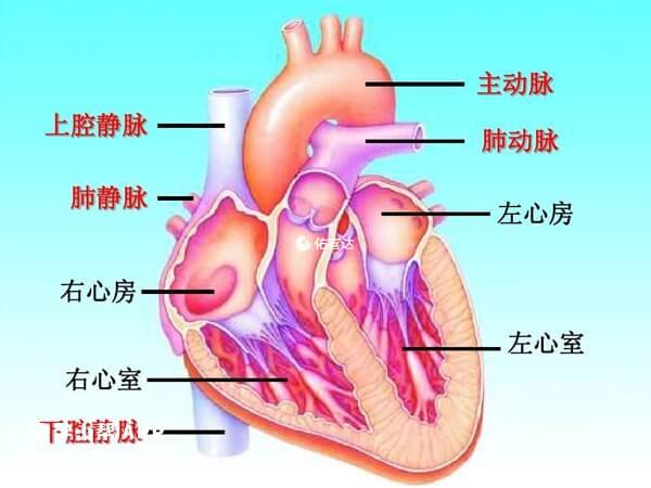 下腔靜脈位置圖