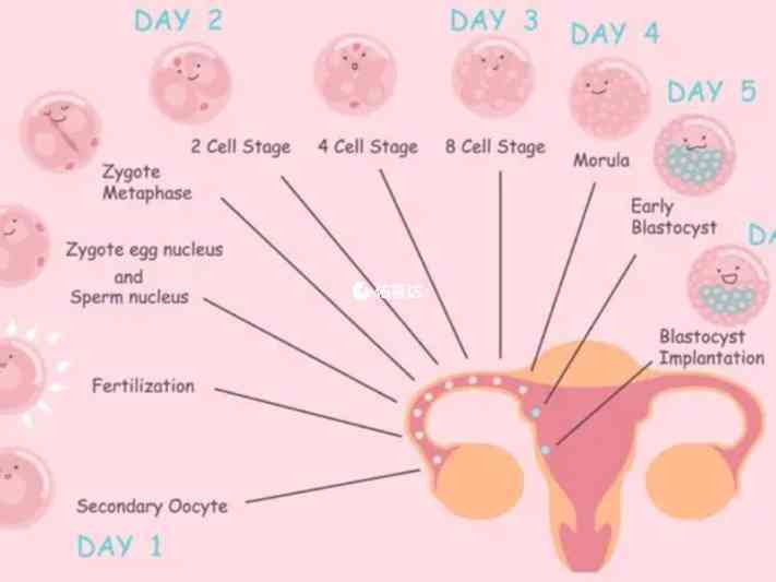 乳房變柔軟是促排懷孕一個月症狀之一