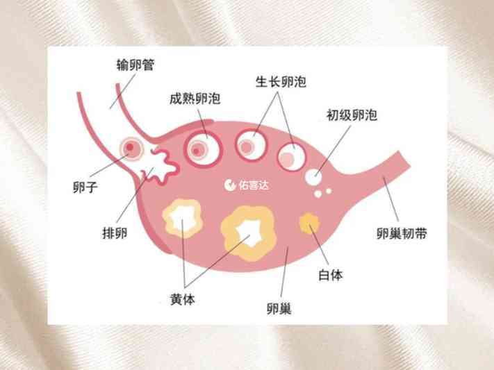 黄体对保胎的作用及补充方法