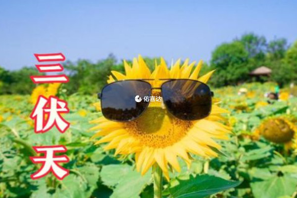 三伏天調理身體能促進新陳代謝