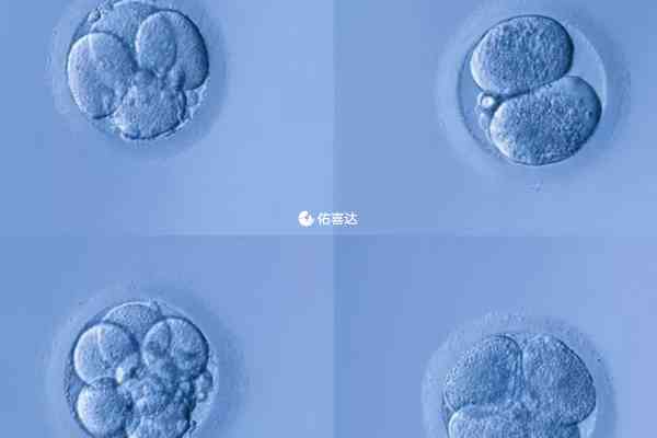 优胚移植和囊胚移植后身体变化不同